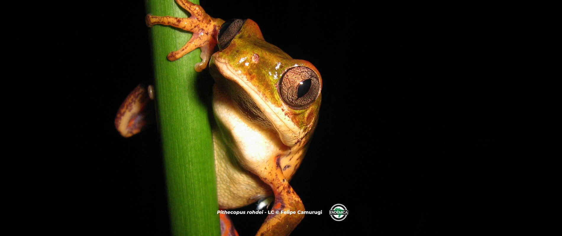 Pithecopus rohdei – LC © Felipe Camurugi