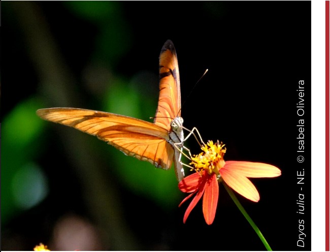 Borboleta