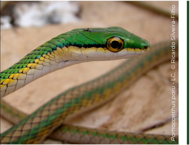 Cobra verde