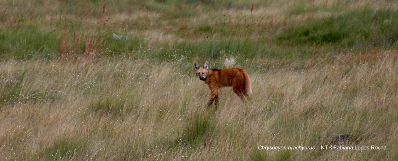 Lobo-guará no Cerrado