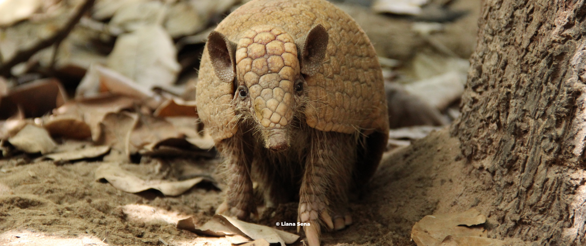Tolypeutes tricinctus — tatu-bola · © Liana Sena