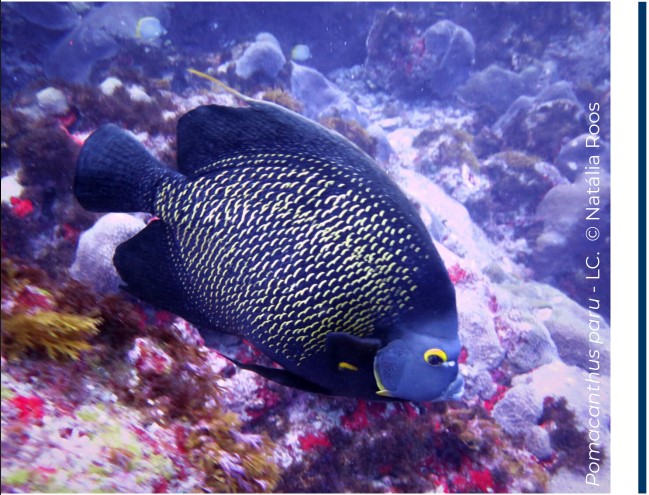 Peixe