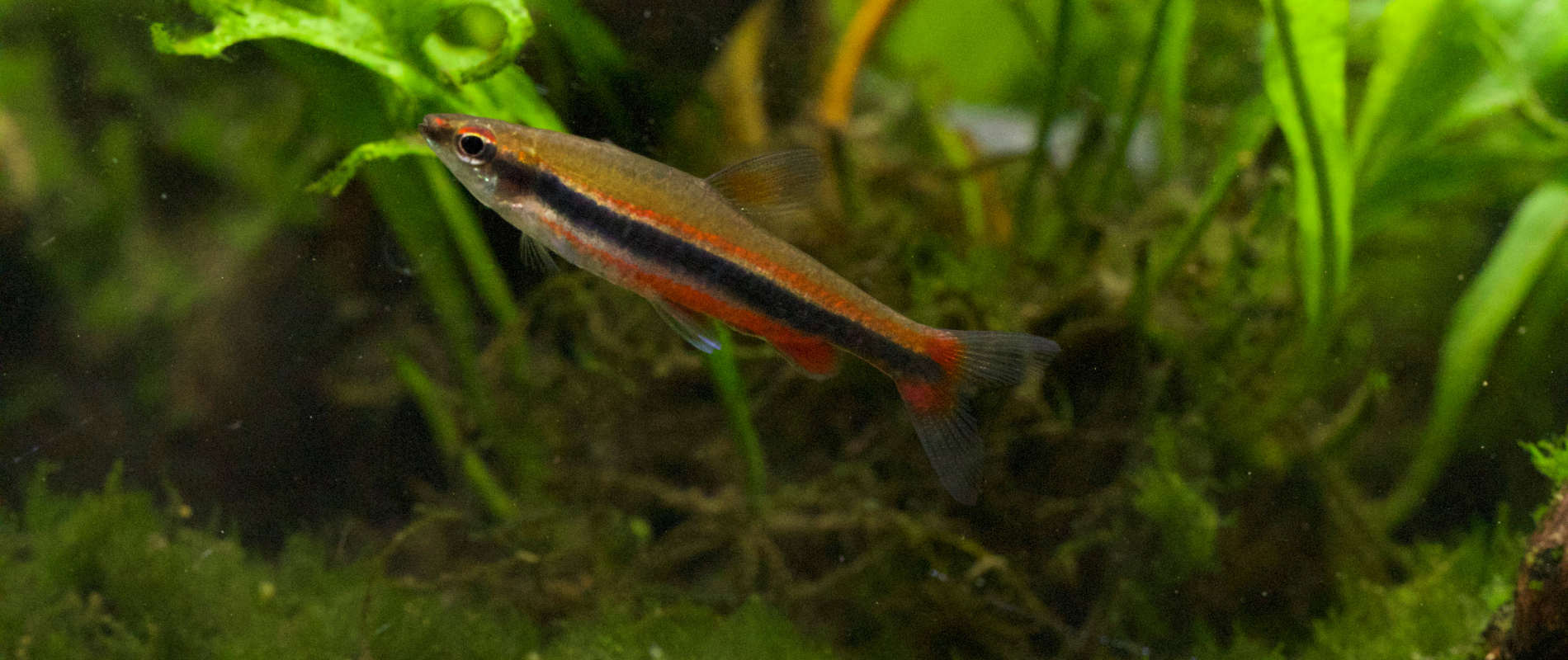 Nannostomus beckfordi · NE · © Helder Espírito-Santo